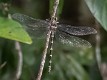 Petalura ingentissima female (1 of 2)